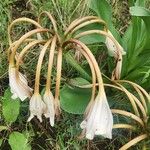 Crinum macowanii 花