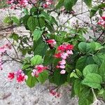 Clerodendrum umbellatum Leaf