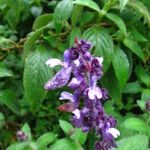 Plectranthus punctatus