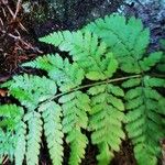 Dryopteris carthusiana برگ