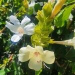 Barleria robertsoniae Flower