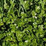 Ranunculus hederaceus Yaprak