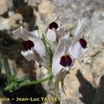 Linaria verticillata Flower
