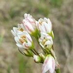 Nothoscordum gracile Flor