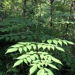 Aralia spinosa Blatt