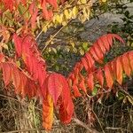 Rhus typhina Frunză