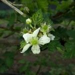 Rubus argutusÕis