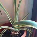 Agave guiengola Blad