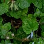 Stachys corsica Leaf