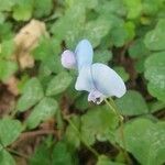 Parochetus communis Flower