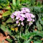 Heliotropium amplexicaule Flower