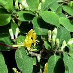 Lonicera xylosteum Habit