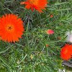 Lampranthus aureus Flor