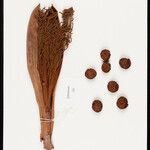 Leopoldinia pulchra Fruto