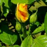 Rosa foetida Flor
