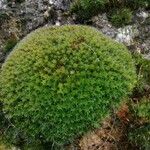 Saxifraga moschata Blad