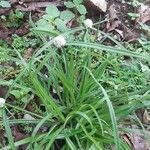 Cyperus richardii Leaf