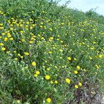Anacyclus valentinus Tabia