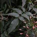 Jasminum polyanthum Leaf