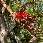 Erythrina coralloides Цвят