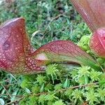 Sarracenia psittacina Meyve