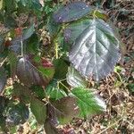 Rubus macrophyllus Blad