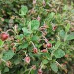 Cistus salviifolius Pokrój