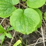 Smilax herbacea Levél