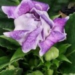 Sinningia speciosa Flor