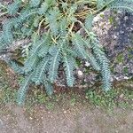 Euphorbia myrsinites 整株植物