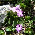 Primula hirsuta Hábito