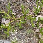 Lycopodium clavatum Leaf