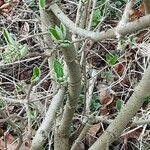 Viburnum lantana Cortiza
