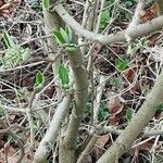 Viburnum lantana പുറംതൊലി