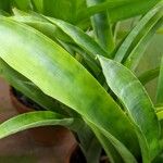 Aechmea allenii Leaf