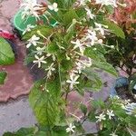 Clerodendrum indicum Hostoa