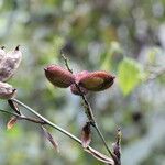 Canna flaccida Frucht