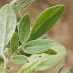 Hymenocarpos hamosus Leaf