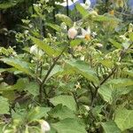 Solanum nigrumFlower