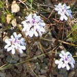 Iberis linifolia Bloem