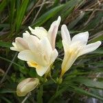 Freesia leichtlinii Flower