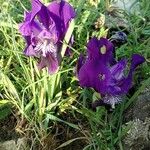 Iris lutescens ᱵᱟᱦᱟ