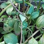 Chaenorhinum origanifolium Lapas