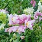 Antirrhinum majusFlor