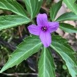 Cardamine glanduligera Flors