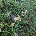 Anticlea elegans Fiore