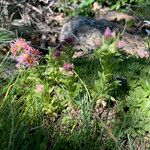 Sempervivum montanum Celota