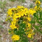 Hypericum perfoliatumFlors