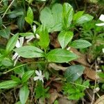 Vinca difformis Fuelha