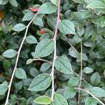 Cotoneaster franchetii Ostatní